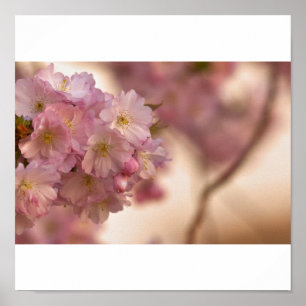 japanische Kirschblüte Poster