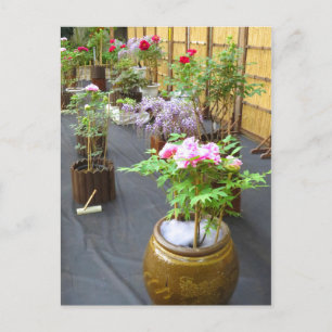 Japan's Scenery [Postcard] Postcard