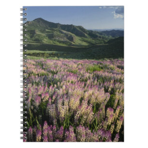 Jarbridge Wilderness and Mountains, Nevada, Spur Notebook