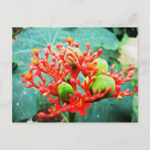 Jardín Botánico Piñeres, Turbaco, Colombia Postcard