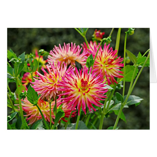 Jardin des Plantes-1 (Front Horizontal)