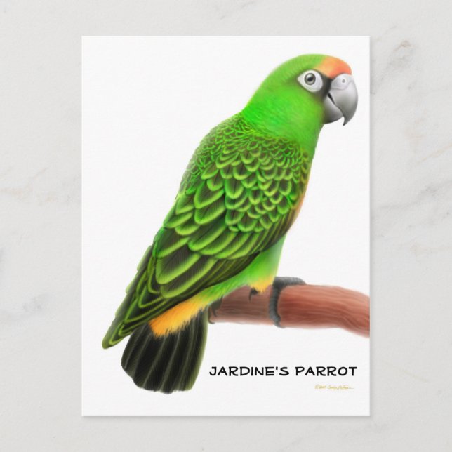 Jardines Parrot Postcard (Front)
