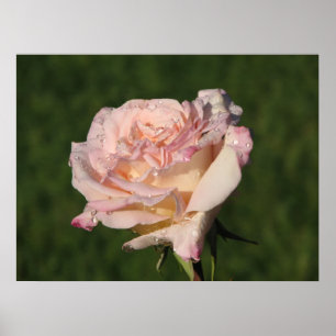 Jardins de Bagatelle Hybrid Tea Rose 054 Poster