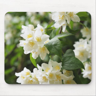 Jasmin flowers closeup mouse pad