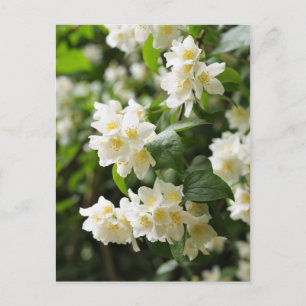 Jasmin flowers closeup postcard