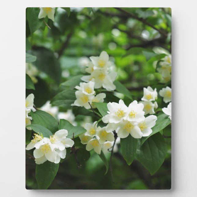 Jasmin flowers plaque (Front)