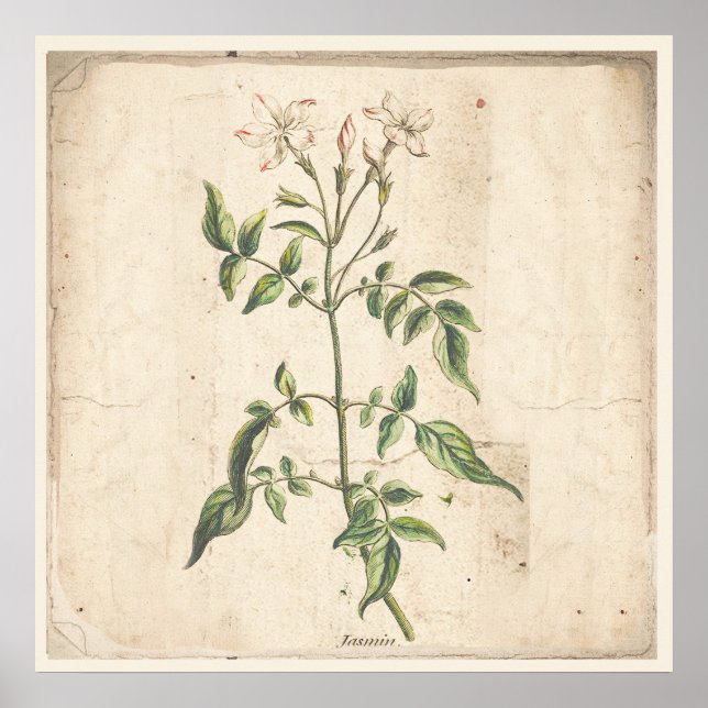 Jasmine Antique Botanical Print Poster (Front)