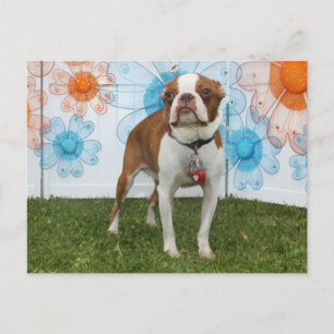 Jasmine - Boston Terrier Postcard