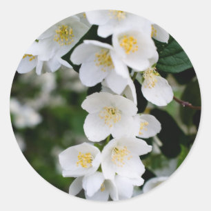 Jasmine Classic Round Sticker