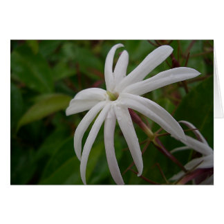 Jasmine Flower Card