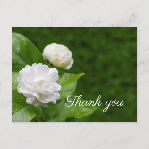 Jasmine flowers are on green thank you postcard
