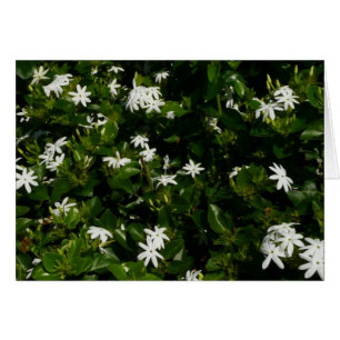 Jasmine Flowers Tropical Floral Botanical