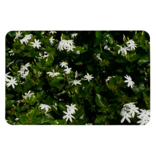 Jasmine Flowers Tropical Floral Botanical Magnet