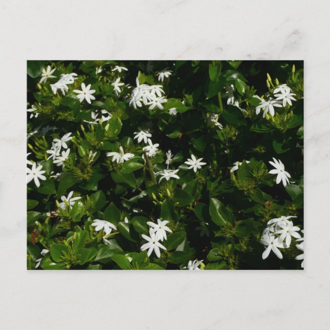 Jasmine Flowers Tropical Floral Botanical Postcard (Front)