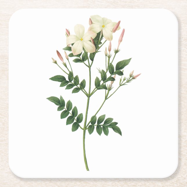 jasmine(Jasminum grandiflorum) by Redouté Square Paper Coaster (Front)
