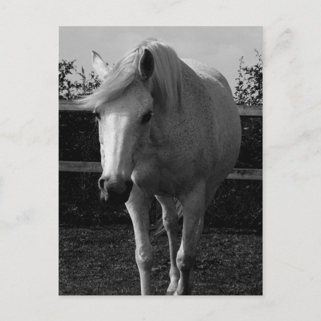 Jasmine Postcard (Front)