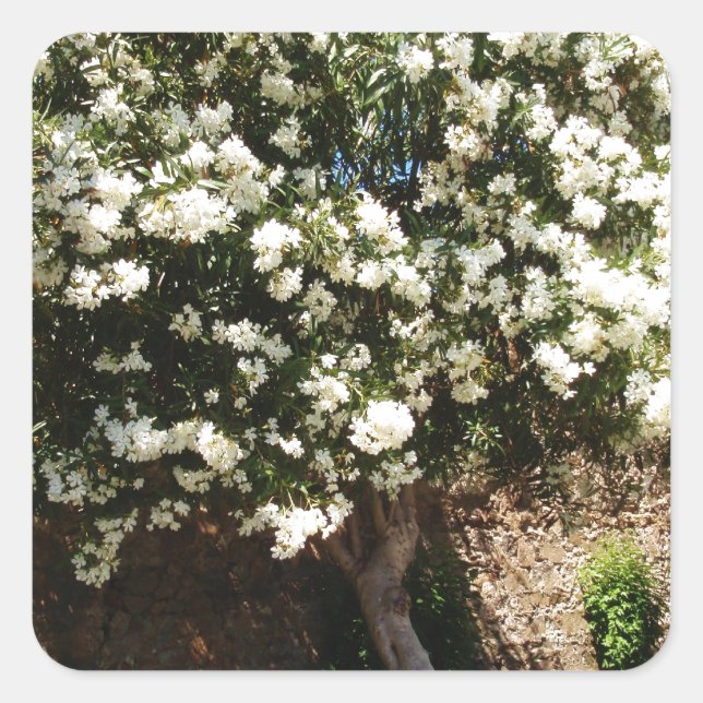 Jasmine Tree In Bloom Square Sticker (Front)