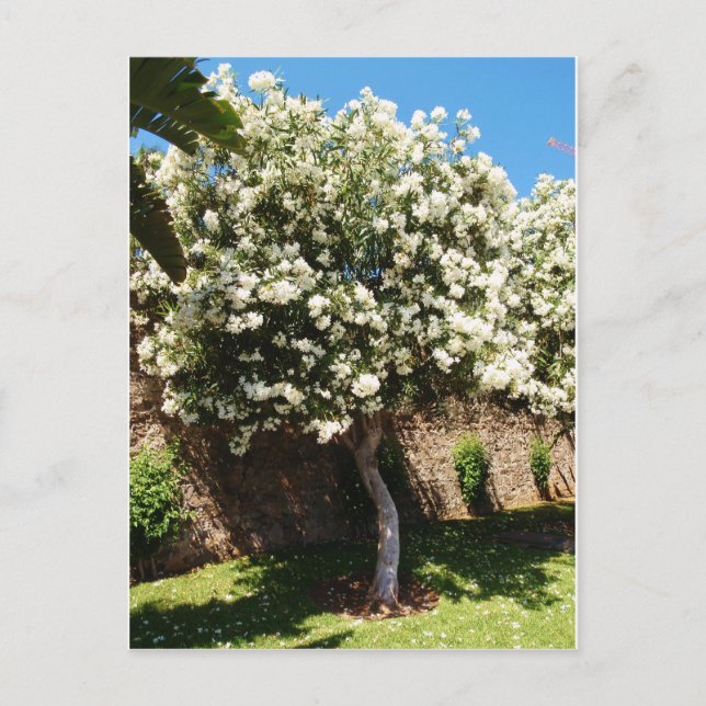 Jasmine Tree Postcard (Front)