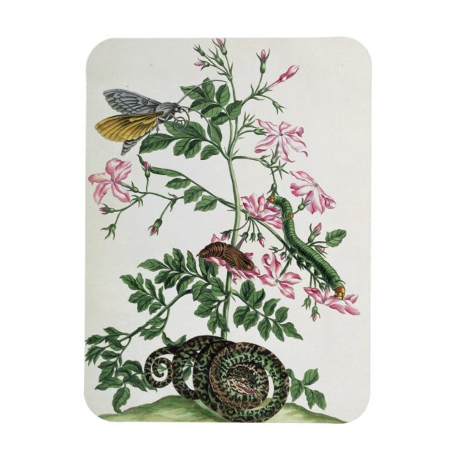 Jasmine: with snake, moth, caterpiller and chrysal magnet (Vertical)