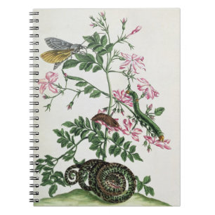 Jasmine: with snake, moth, caterpiller and chrysal notebook