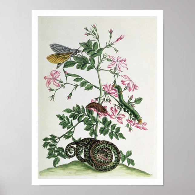 Jasmine: with snake, moth, caterpiller and chrysal poster (Front)