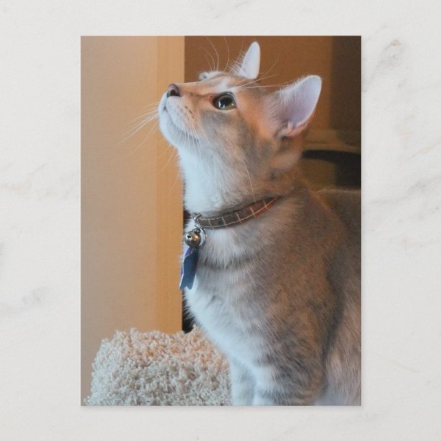 Jasper Blank Kitten Photo Postcard (Front)