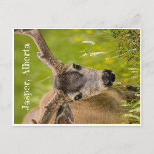 Jasper Post Card