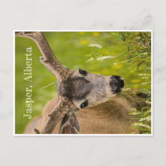 Jasper Post Card (Front)