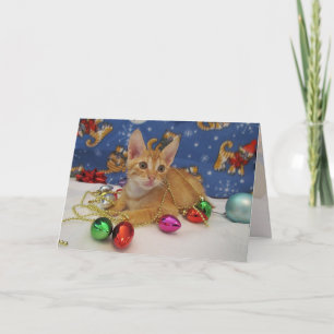 Jasper's Holiday Decor - Cat / Kitten Christmas Card