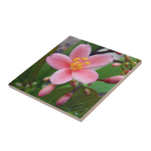 Jatropha Flower and flower buds Ceramic Tile