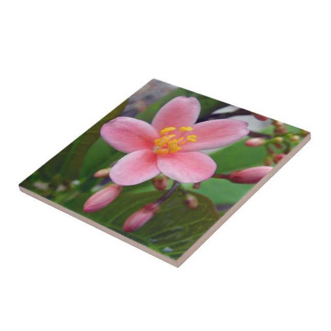 Jatropha Flower and flower buds Ceramic Tile (Side)
