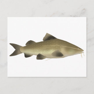 Jaú Catfish Postcard