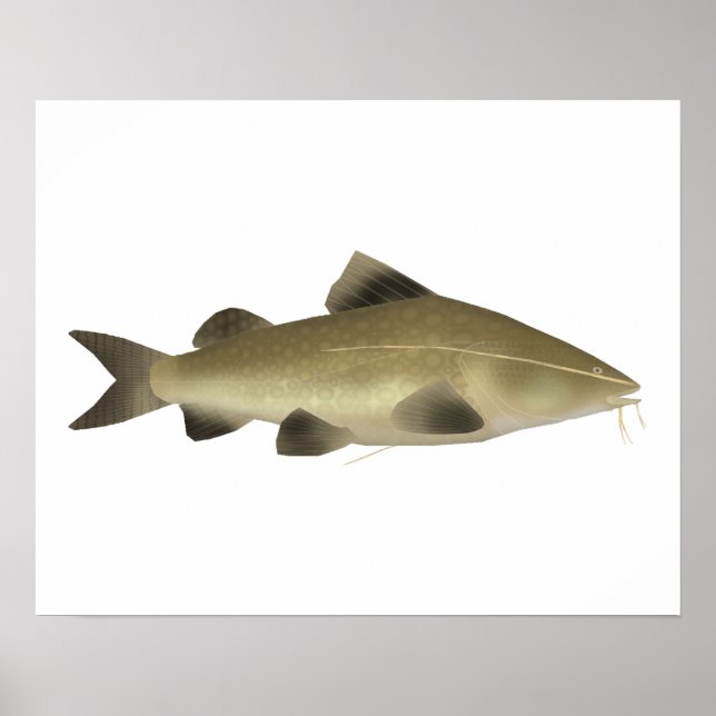 Jaú Catfish Poster (Front)
