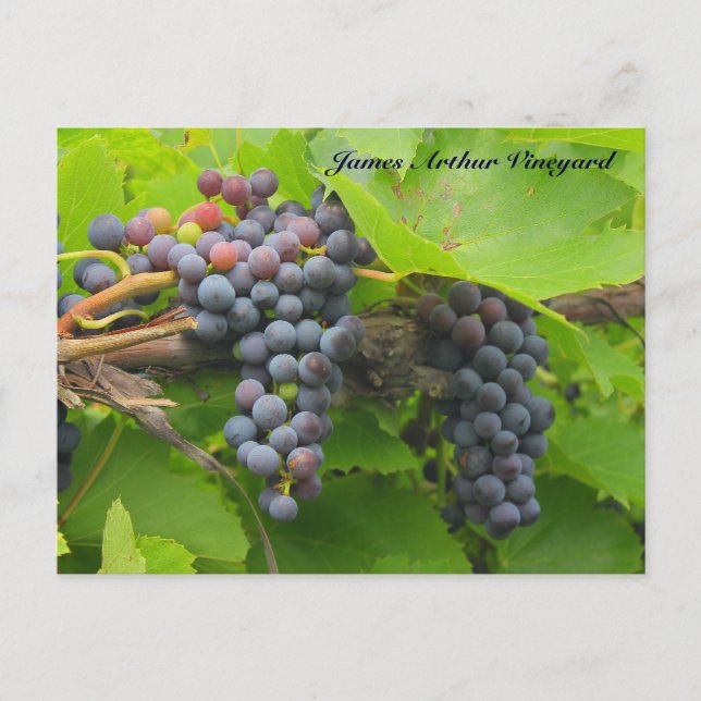 JAV St. Croix purple grapes 2013 2n Postcard (Front)
