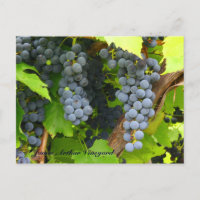 JAV St. Croix purple grapes 2013 6