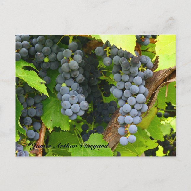 JAV St. Croix purple grapes 2013 6 Postcard (Front)