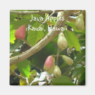 Java Apples Magnet