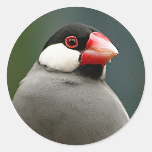 Java Finch Classic Round Sticker