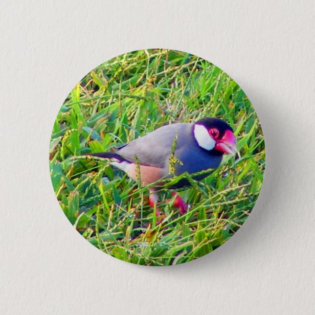 Java Sparrow in the grass in Hawaii 6 Cm Round Badge (Front)
