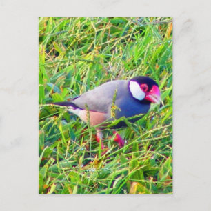 Java Sparrow in the grass in Hawaii Postcard