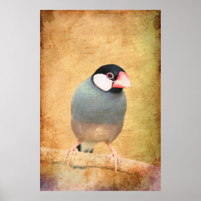 Java Sparrow Poster (Front)
