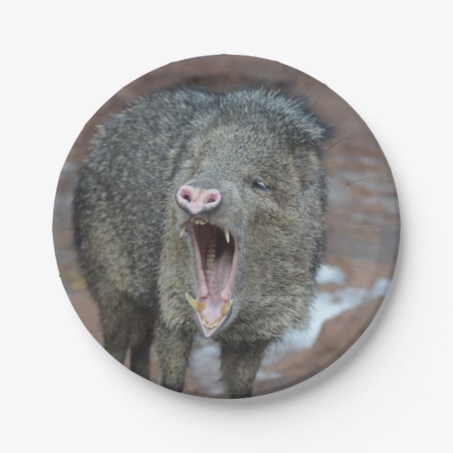 Javalina With his Mouth Wide Open Paper Plate (Front)