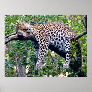 Javan leopard sleeping on a tree branch  poster