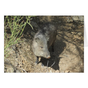 Javelina