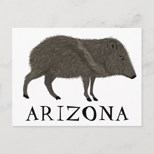 Javelina ARIZONA Desert Wild Animal Peccary Nature Postcard (Front)