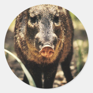 Javelina Classic Round Sticker