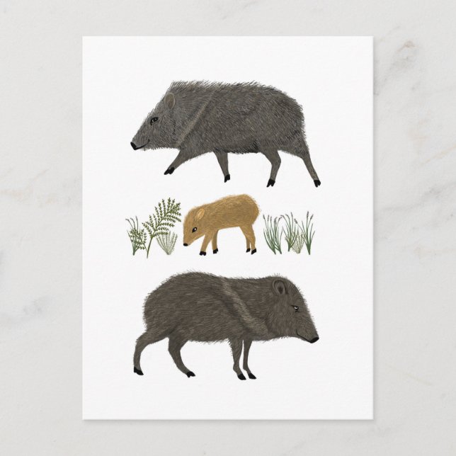 Javelina Family Portrait Desert Animals Postcard (Front)