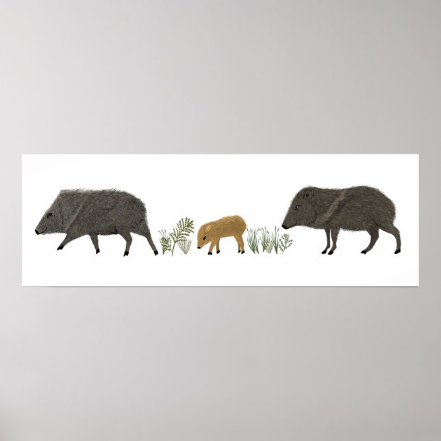 Javelina Family Portrait Desert Animals Poster (Front)