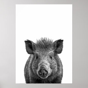 Javelina Peccary pig Desert Portrait black white   Poster