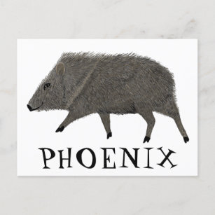 Javelina PHOENIX Desert Wild Animal Peccary Nature Postcard